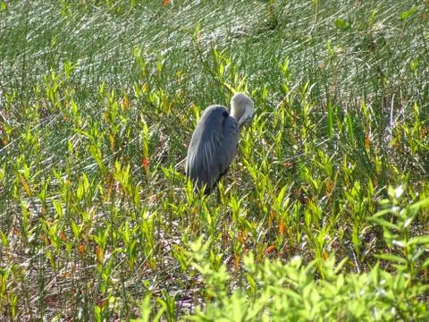 Big heron in the marsh Stock Photos