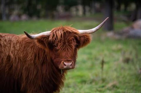 Big highlander on a field Stock Photos
