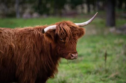 Big highlander on a field Stock Photos