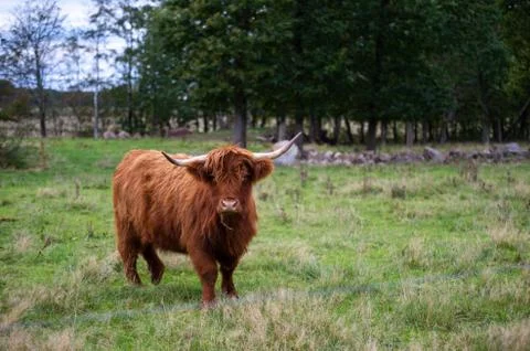 Big highlander on a field Stockfoto's