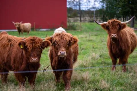 Big highlander on a field Stock Photos