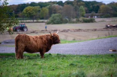 Big highlander on a field Stock Photos