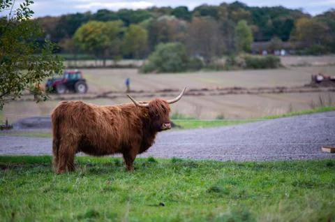 Big highlander on a field Stock Photos