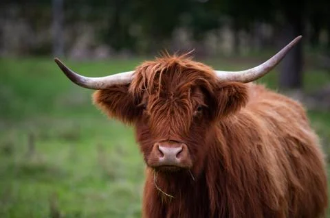 Big highlander on a field Stock Photos
