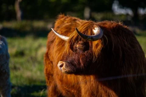 Big highlander on a field Stock Photos