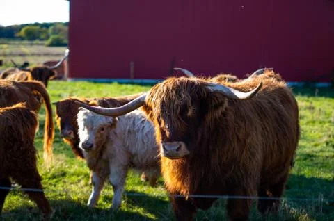 Big highlander on a field Stock Photos
