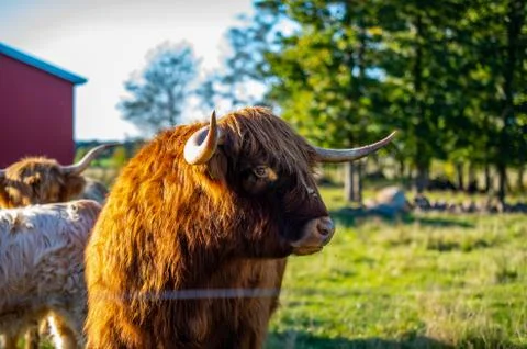 Big highlander on a field Stock Photos