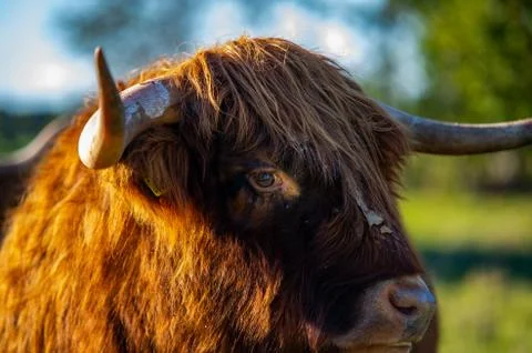 Big highlander on a field Stock Photos