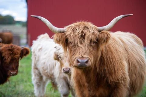 Big highlander on a field Stockfoto's
