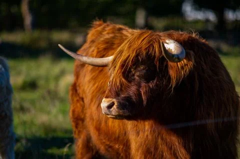 Big highlander on a field Stock Photos