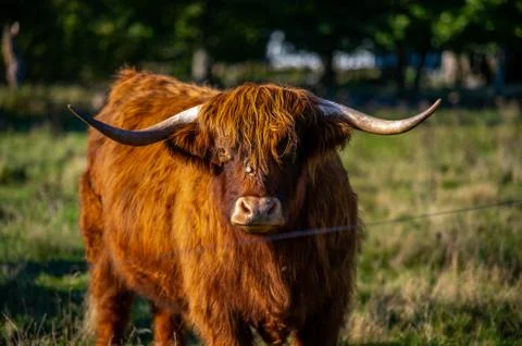 Big highlander on a field Stock Photos