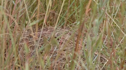 Big hill macro in grass 1 Ants Grande Ronde River Washington Oregon 51 Video stock 81589195