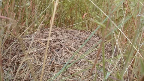 Big hill macro in grass 2 Ants Grande Ronde River Washington Oregon 52 Stock Footage 81589376