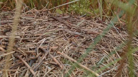 Big hill macro in grass 3 Ants Grande Ronde River Washington Oregon 53 Stock Footage 81590060