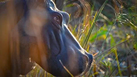 BIG Hippo Stock Photos