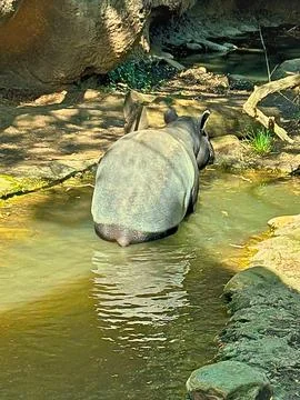 Big Hippo Stock Photos