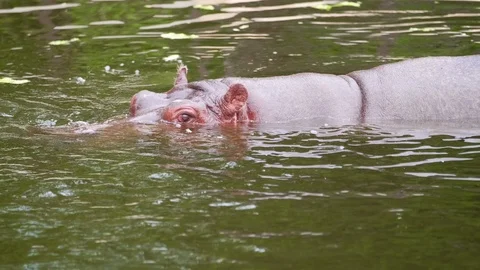 Big hippo swims in the pool Vidéo 118805686