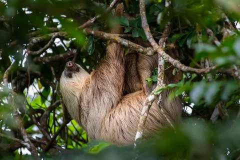 Big Hoffman’s two-toed sloth in a tree in the rain forest Stock Photos