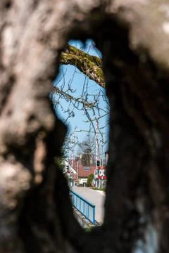 Big hole inside an old apple tree Stock Photos