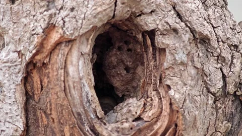 A big hole on the tree. Stock Footage 305913846