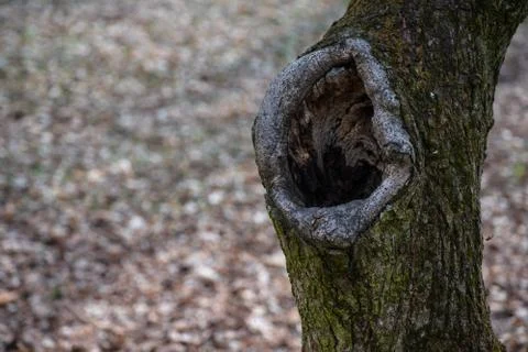 Big hole in the tree Stock Photos