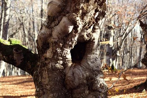 Big hollow in an old beech tree in the autumn forest. Stock Photos