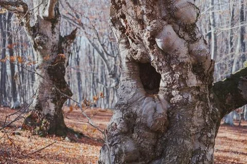 Big hollow in an old beech tree in the autumn forest Stock Photos