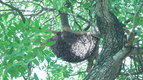 The big honeycomb Stock Footage 258667846