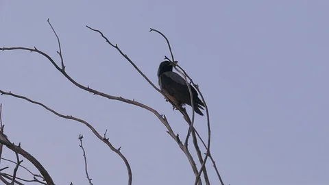 Big hooded crow on top of tree Stock Footage 94135555