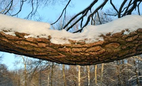 The big horizontal branch of a willow which is filled up with snow. Stock Photos