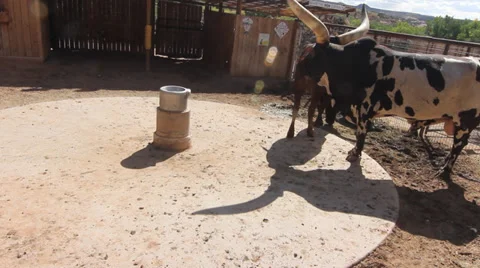 Big Horn Bull Video stock 30369928