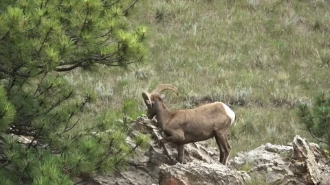 Big horn Ram 3 Stock Footage 94049268