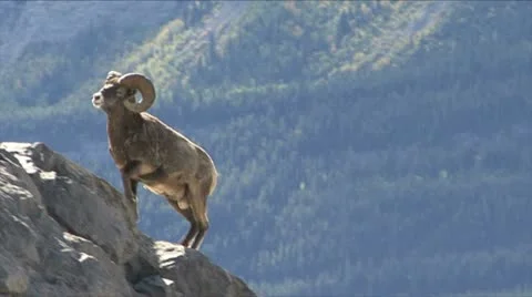 BIG HORN RAM Video stock 12758086