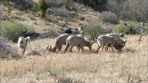 Big Horn Rams Grazing 스톡 동영상 89559387