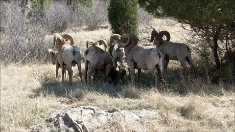 Big Horn Rams Resting and Grazing Part2 스톡 동영상 89561071