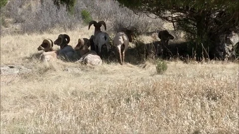 Big Horn Rams Resting and Grazing Part1 스톡 동영상 89561083