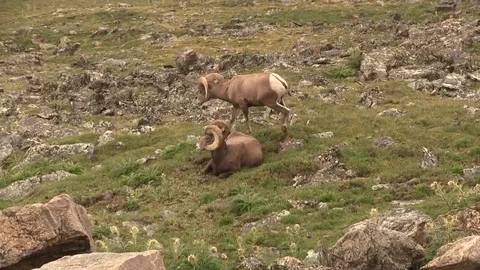 Big horn sheep 01 動画素材 83098376