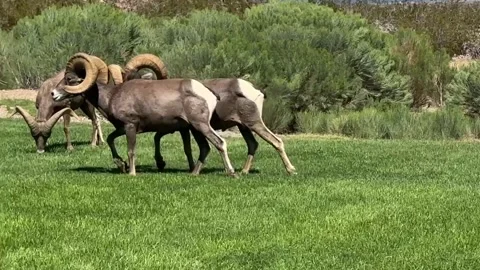 Big Horn Sheep, Boulder City, Nevada with Lake Mead in background Stock Footage 252154189