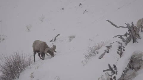 Big Horn Sheep digging in hillside of snow Stock Footage 310533810
