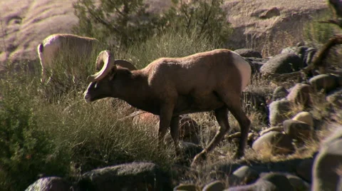 Big horn sheep 库存影片 922668