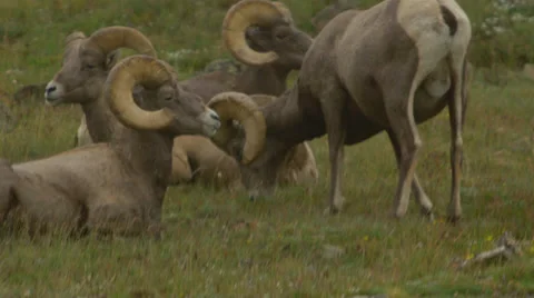 Big Horn Sheep Stock Footage 32494518