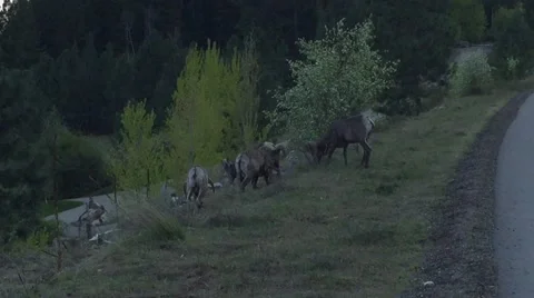 Big horn sheep Stock Footage 54870904