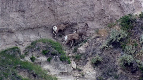Big Horn Sheep Stock Footage 65441278