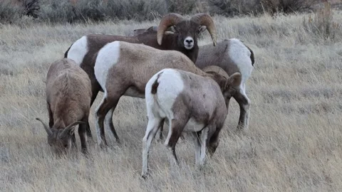 Big Horn Sheep Stock Footage 229751226