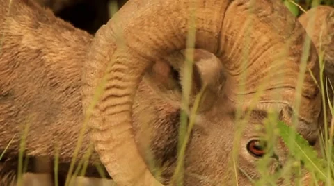 Big horn sheep in Jasper Stock Footage 7752650
