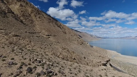 Big horn sheep navigate the steep canyon above Walker Lake, NV. (4K) Stock Footage 87643487