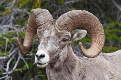 Big horn sheep 写真素材