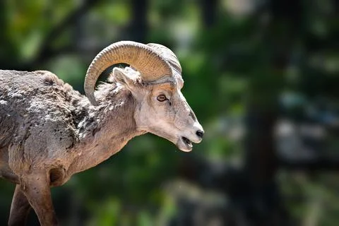 Big horn sheep Stock Photos