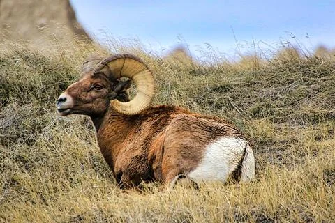 Big Horn Sheep Stock Photos
