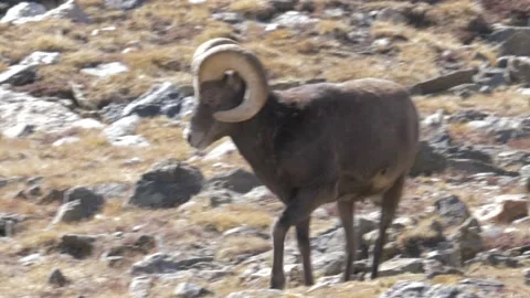 Big Horn Sheep Ram Walks in the Alpine Tundra Stock Footage